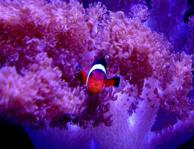 saltwater fish - amphiprion ocellaris - ocellaris clownfish stocking in 55 gallons tank - A.Ocellaris saltwater fish - amphiprion ocellaris - ocellaris clownfish stocking in 55 gallons tank - A.Ocellaris