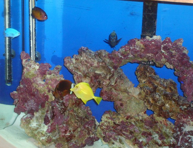 saltwater fish - zebrasoma flavescens - yellow tang - hawaii stocking in 55 gallons tank - Fish Pic saltwater fish - zebrasoma flavescens - yellow tang - hawaii stocking in 55 gallons tank - Fish Pic