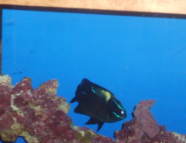 saltwater fish - neoglyphidodon oxyodon - black velvet damsel stocking in 55 gallons tank - Fish Pic saltwater fish - neoglyphidodon oxyodon - black velvet damsel stocking in 55 gallons tank - Fish Pic