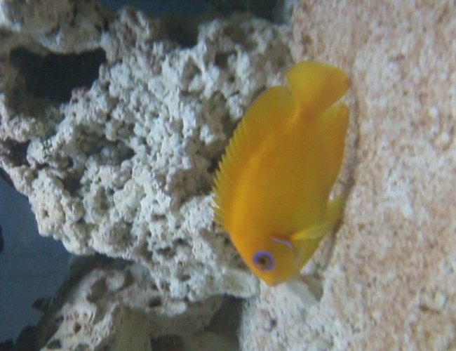 saltwater fish - centropyge flavissima - lemonpeel angelfish stocking in 75 gallons tank - lemonpeel angelfish saltwater fish - centropyge flavissima - lemonpeel angelfish stocking in 75 gallons tank - lemonpeel angelfish