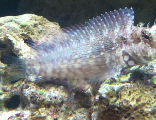 saltwater fish - salarias fasciatus - sailfin/algae blenny stocking in 46 gallons tank - Lawnmower aka OSCAR saltwater fish - salarias fasciatus - sailfin/algae blenny stocking in 46 gallons tank - Lawnmower aka OSCAR