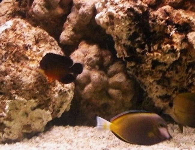 saltwater fish - acanthurus japonicus - powder brown tang stocking in 75 gallons tank - February 2010 New tank set-up Gold Rim Tang, Scopas Tang, Clown, Coral beauty, Sand Sifter Star fish. saltwater fish - acanthurus japonicus - powder brown tang stocking in 75 gallons tank - February 2010 New tank set-up Gold Rim Tang, Scopas Tang, Clown, Coral beauty, Sand Sifter Star fish.