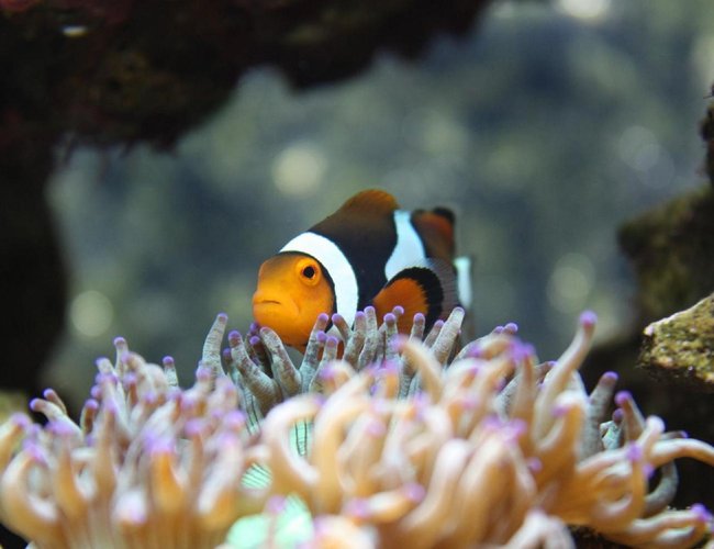 saltwater fish - amphiprion percula - true percula clownfish stocking in 120 gallons tank - My female Perc at home saltwater fish - amphiprion percula - true percula clownfish stocking in 120 gallons tank - My female Perc at home