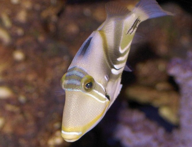 saltwater fish - rhinecanthus aculeatus - humu picasso triggerfish stocking in 150 gallons tank - Picasso Trigger saltwater fish - rhinecanthus aculeatus - humu picasso triggerfish stocking in 150 gallons tank - Picasso Trigger