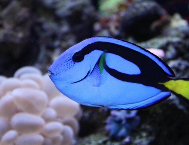 saltwater fish - paracanthurus hepatus - blue tang stocking in 65 gallons tank - BLUE HIPPO TANG "HIPPIE" saltwater fish - paracanthurus hepatus - blue tang stocking in 65 gallons tank - BLUE HIPPO TANG "HIPPIE"