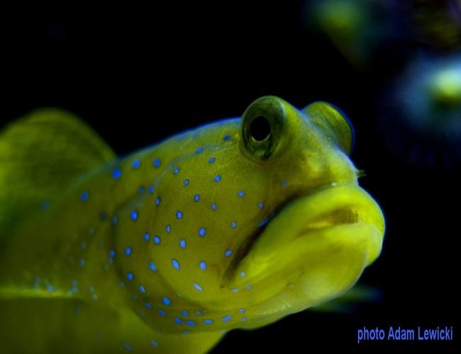 saltwater fish - cryptocentrus cinctus - yellow watchman goby stocking in 540 gallons tank - macro1 saltwater fish - cryptocentrus cinctus - yellow watchman goby stocking in 540 gallons tank - macro1