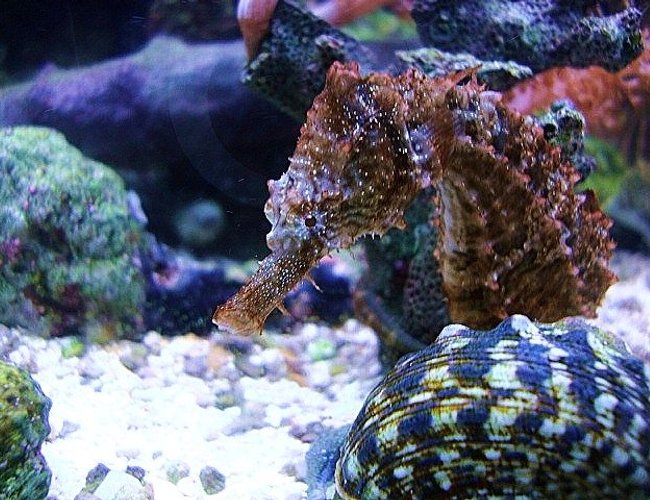 saltwater fish - hippocampus erectus - black seahorse stocking in 40 gallons tank - Hippocampus Erectus saltwater fish - hippocampus erectus - black seahorse stocking in 40 gallons tank - Hippocampus Erectus