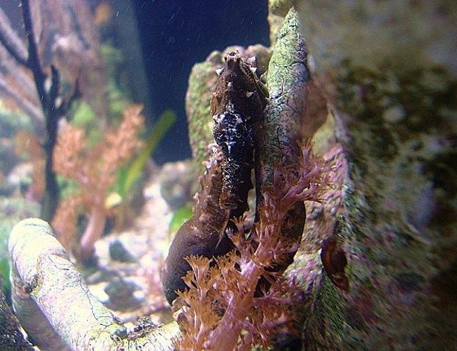 saltwater fish - hippocampus erectus - black seahorse stocking in 40 gallons tank - Hippocampus Erectus pregnat male saltwater fish - hippocampus erectus - black seahorse stocking in 40 gallons tank - Hippocampus Erectus pregnat male
