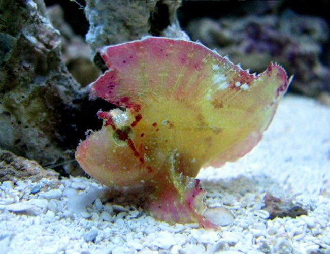 saltwater fish - taenianotus triacanthus - leaf fish stocking in 28 gallons tank - leaf scorpion saltwater fish - taenianotus triacanthus - leaf fish stocking in 28 gallons tank - leaf scorpion