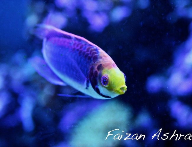 saltwater fish - cirrhilabrus lubbocki - lubbock's fairy wrasse stocking in 150 gallons tank - Tricolour Wrasse saltwater fish - cirrhilabrus lubbocki - lubbock's fairy wrasse stocking in 150 gallons tank - Tricolour Wrasse
