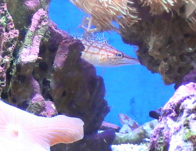 saltwater fish - oxycirrhites typus - longnose hawkfish stocking in 55 gallons tank - My Hawk fish peaking out saltwater fish - oxycirrhites typus - longnose hawkfish stocking in 55 gallons tank - My Hawk fish peaking out