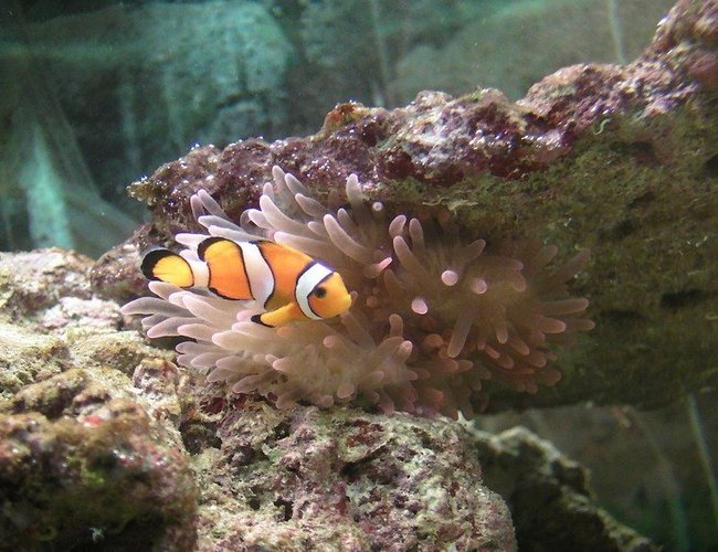 saltwater fish - amphiprion percula - true percula clownfish stocking in 46 gallons tank - My little clown fish with bubbletip anemone saltwater fish - amphiprion percula - true percula clownfish stocking in 46 gallons tank - My little clown fish with bubbletip anemone