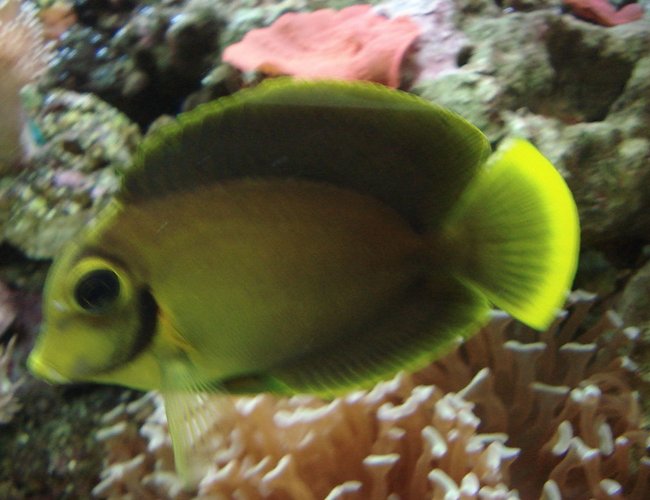 saltwater fish - acanthurus pyroferus - mimic lemon peel tang stocking in 44 gallons tank - Mimic Tang saltwater fish - acanthurus pyroferus - mimic lemon peel tang stocking in 44 gallons tank - Mimic Tang