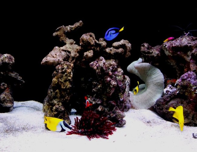 saltwater fish - paracanthurus hepatus - blue tang stocking in 60 gallons tank - A 6ft FOWLR Tank located at where i work in Singapore, STOLZ Engrg... saltwater fish - paracanthurus hepatus - blue tang stocking in 60 gallons tank - A 6ft FOWLR Tank located at where i work in Singapore, STOLZ Engrg...