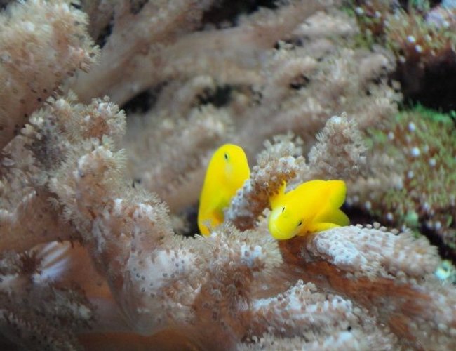 saltwater fish - gobiodon okinawae - clown goby, yellow stocking in 39 gallons tank - Yellow Clown Gobies saltwater fish - gobiodon okinawae - clown goby, yellow stocking in 39 gallons tank - Yellow Clown Gobies