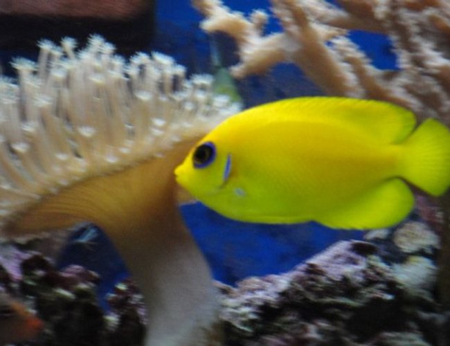 saltwater fish - centropyge flavissima - lemonpeel angelfish stocking in 39 gallons tank - Lemonpeel angel.....absolutely stunning fish, but a nightmare to photograph….they are quick… saltwater fish - centropyge flavissima - lemonpeel angelfish stocking in 39 gallons tank - Lemonpeel angel.....absolutely stunning fish, but a nightmare to photograph….they are quick…