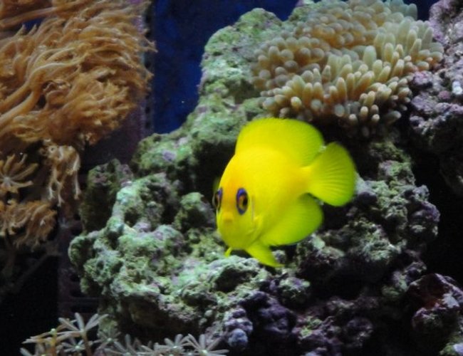 saltwater fish - centropyge flavissima - lemonpeel angelfish stocking in 39 gallons tank - lemonpeel angel saltwater fish - centropyge flavissima - lemonpeel angelfish stocking in 39 gallons tank - lemonpeel angel