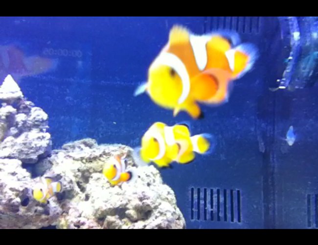 saltwater fish - amphiprion percula - true percula clownfish stocking in 125 gallons tank - flibble flabble saltwater fish - amphiprion percula - true percula clownfish stocking in 125 gallons tank - flibble flabble