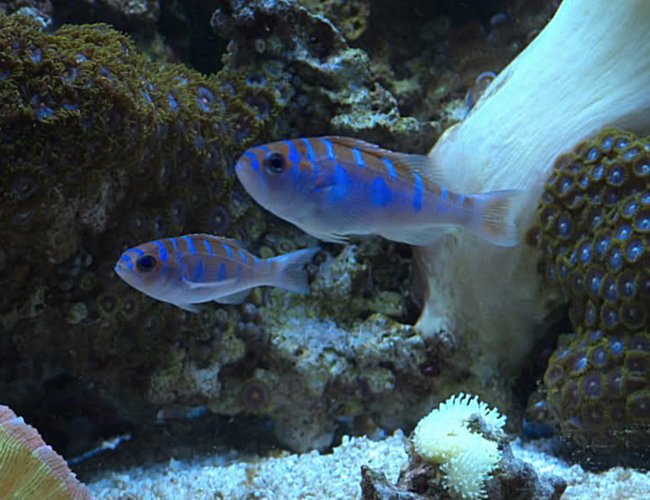 saltwater fish - serranus tortugarum - chalk bass stocking in 65 gallons tank - Chalk Bass pair saltwater fish - serranus tortugarum - chalk bass stocking in 65 gallons tank - Chalk Bass pair