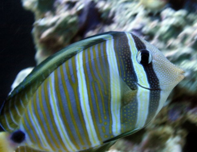 saltwater fish - zebrasoma desjardini - sailfin tang, desjardini stocking in 55 gallons tank - Sailfin Tang saltwater fish - zebrasoma desjardini - sailfin tang, desjardini stocking in 55 gallons tank - Sailfin Tang
