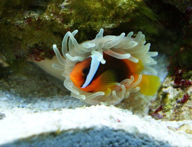 saltwater fish - amphiprion frenatus - tomato clownfish stocking in 3 gallons tank - tomato clown and a host anemone saltwater fish - amphiprion frenatus - tomato clownfish stocking in 3 gallons tank - tomato clown and a host anemone
