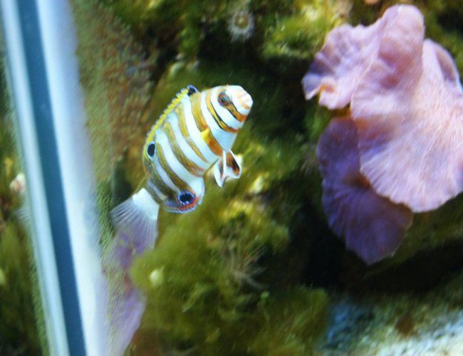 saltwater fish - choerodon fasciatus - harlequin tusk stocking in 3 gallons tank - harlequein tusk playing around saltwater fish - choerodon fasciatus - harlequin tusk stocking in 3 gallons tank - harlequein tusk playing around