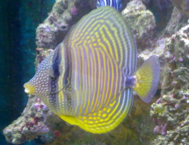 saltwater fish - zebrasoma desjardini - sailfin tang, desjardini stocking in 35 gallons tank - Sylvia our Sailfin Tang. saltwater fish - zebrasoma desjardini - sailfin tang, desjardini stocking in 35 gallons tank - Sylvia our Sailfin Tang.
