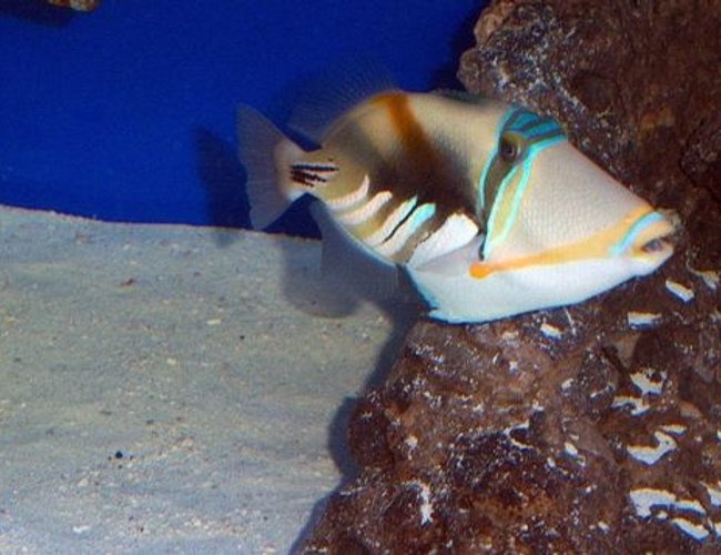 saltwater fish - rhinecanthus aculeatus - humu picasso triggerfish stocking in 180 gallons tank - Picasso Trigger saltwater fish - rhinecanthus aculeatus - humu picasso triggerfish stocking in 180 gallons tank - Picasso Trigger