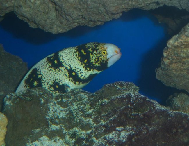 saltwater fish - echidna nebulosa - snowflake eel stocking in 180 gallons tank - Snowflake Eel saltwater fish - echidna nebulosa - snowflake eel stocking in 180 gallons tank - Snowflake Eel