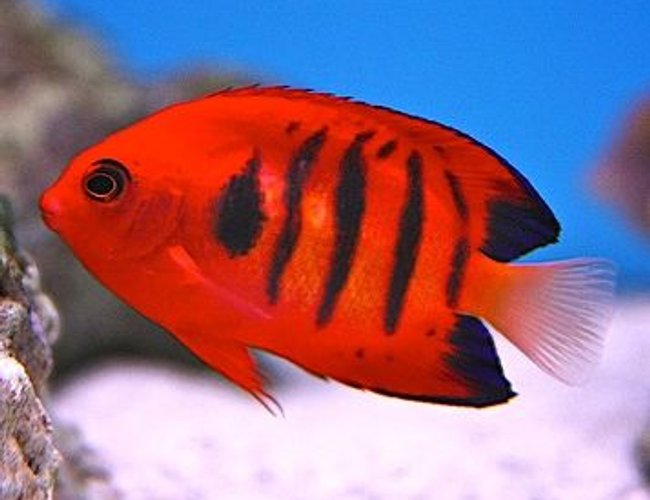 saltwater fish - centropyge loriculus - flame angelfish stocking in 90 gallons tank - my flame angel saltwater fish - centropyge loriculus - flame angelfish stocking in 90 gallons tank - my flame angel