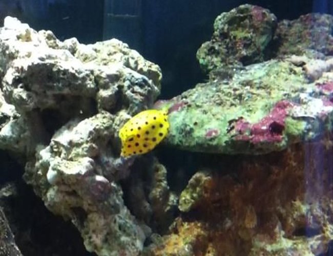 saltwater fish - ostracion cubicus - cubicus boxfish stocking in 35 gallons tank - More Dotty the Yellow Boxfish - Loving her new home!!
Eating well and loving the exploring! saltwater fish - ostracion cubicus - cubicus boxfish stocking in 35 gallons tank - More Dotty the Yellow Boxfish - Loving her new home!!
Eating well and loving the exploring!