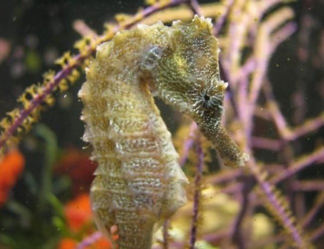 saltwater fish - hippocampus reidi - brazilian reidi seahorse stocking in 120 gallons tank - Seahorse named Pierre saltwater fish - hippocampus reidi - brazilian reidi seahorse stocking in 120 gallons tank - Seahorse named Pierre