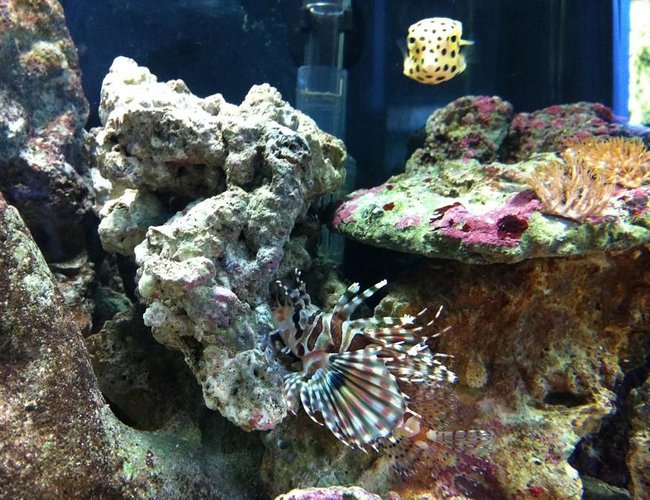 saltwater fish - dendrochirus zebra - dwarf/zebra lionfish stocking in 35 gallons tank - Dotty the Boxfish and Deuce the Lionfish! saltwater fish - dendrochirus zebra - dwarf/zebra lionfish stocking in 35 gallons tank - Dotty the Boxfish and Deuce the Lionfish!