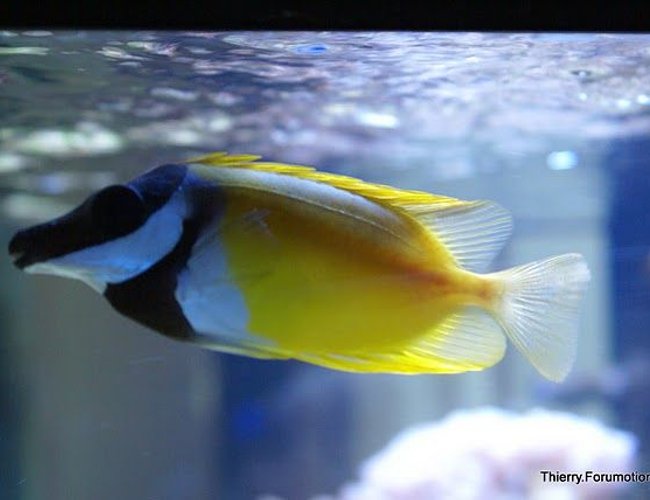 saltwater fish - siganus vulpinus - foxface lo stocking in 66 gallons tank - Foxface underneath the water surface saltwater fish - siganus vulpinus - foxface lo stocking in 66 gallons tank - Foxface underneath the water surface