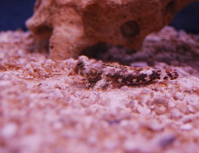saltwater fish - synchiropus marmoratus - red scooter dragonet stocking in 55 gallons tank - Scooter Blenny that was killed by Emerald Crab. saltwater fish - synchiropus marmoratus - red scooter dragonet stocking in 55 gallons tank - Scooter Blenny that was killed by Emerald Crab.