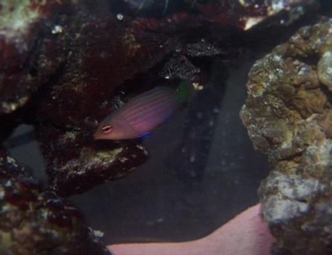 saltwater fish - pseudocheilinus hexataenia - six line wrasse stocking in 55 gallons tank - six line wrasse saltwater fish - pseudocheilinus hexataenia - six line wrasse stocking in 55 gallons tank - six line wrasse