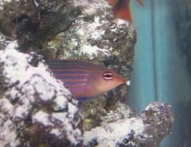 saltwater fish - pseudocheilinus hexataenia - six line wrasse stocking in 55 gallons tank - six line wrasse poking his head out of the live rock. He is so difficult to get a good pic of. saltwater fish - pseudocheilinus hexataenia - six line wrasse stocking in 55 gallons tank - six line wrasse poking his head out of the live rock. He is so difficult to get a good pic of.