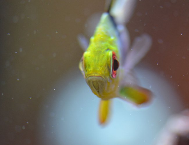 saltwater fish - sphaeramia nematoptera - spotted cardinalfish ( stocking in 29 gallons tank - Pajama Cardinal that would not turn to have his picture taken saltwater fish - sphaeramia nematoptera - spotted cardinalfish ( stocking in 29 gallons tank - Pajama Cardinal that would not turn to have his picture taken