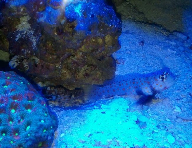 saltwater fish - amblyeleotris guttata - orange spotted goby stocking in 60 gallons tank - orange spotted goby paired with pistol shrimp. saltwater fish - amblyeleotris guttata - orange spotted goby stocking in 60 gallons tank - orange spotted goby paired with pistol shrimp.