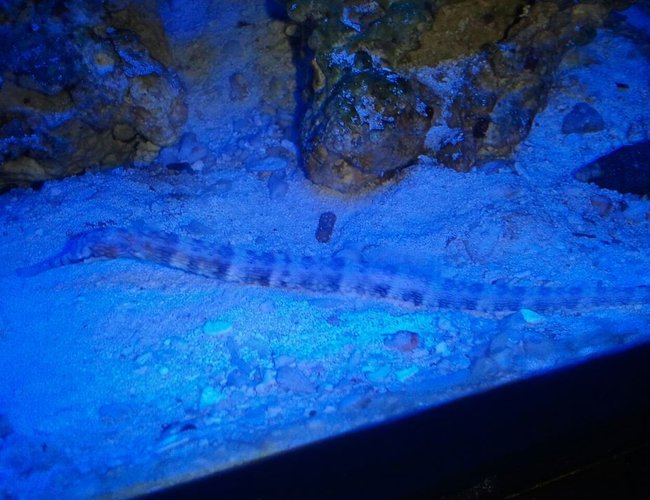 saltwater fish - corythoichthys sp. - dragonface pipefish stocking in 60 gallons tank - drangon pipe fish saltwater fish - corythoichthys sp. - dragonface pipefish stocking in 60 gallons tank - drangon pipe fish