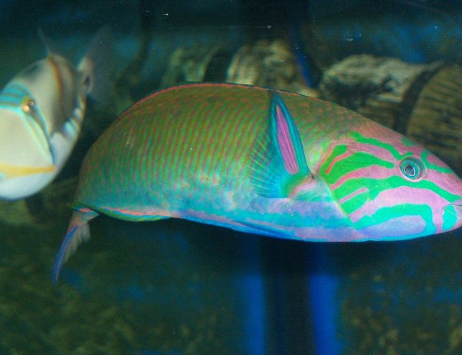 saltwater fish - thalassoma lunare - lyretail wrasse stocking in 180 gallons tank - Lunar Wrasse saltwater fish - thalassoma lunare - lyretail wrasse stocking in 180 gallons tank - Lunar Wrasse