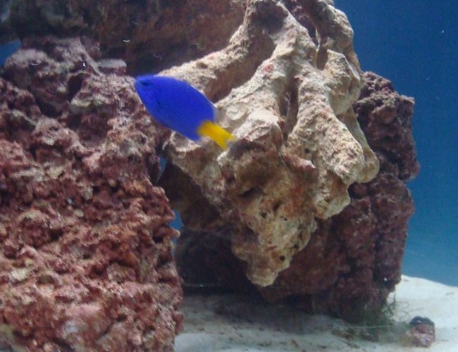 saltwater fish - chrysiptera parasema - yellowtail damselfish stocking in 20 gallons tank - damsel saltwater fish - chrysiptera parasema - yellowtail damselfish stocking in 20 gallons tank - damsel