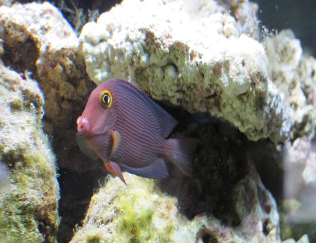 saltwater fish - ctenochaetus strigosus - kole yellow eye tang stocking in 125 gallons tank - Kole Tang saltwater fish - ctenochaetus strigosus - kole yellow eye tang stocking in 125 gallons tank - Kole Tang
