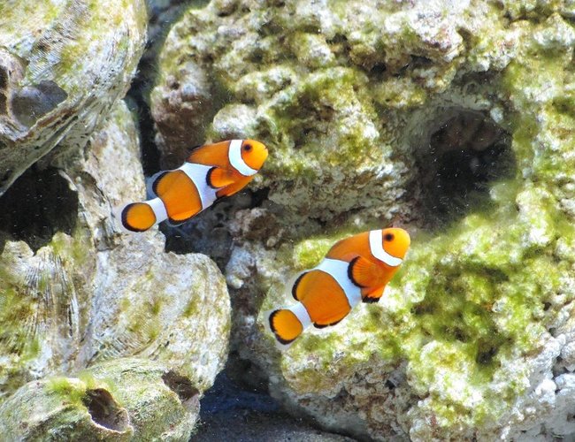 saltwater fish - amphiprion percula - true percula clownfish stocking in 125 gallons tank - percula clowns saltwater fish - amphiprion percula - true percula clownfish stocking in 125 gallons tank - percula clowns