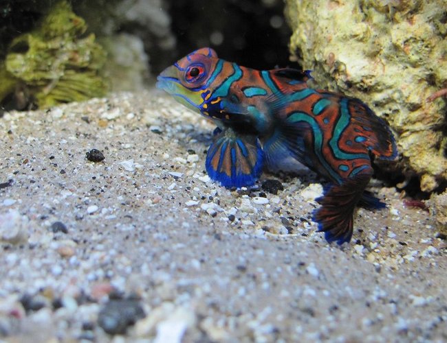 saltwater fish - pterosynchiropus splendidus var. - red mandarin stocking in 125 gallons tank - Mandarin dragonet saltwater fish - pterosynchiropus splendidus var. - red mandarin stocking in 125 gallons tank - Mandarin dragonet