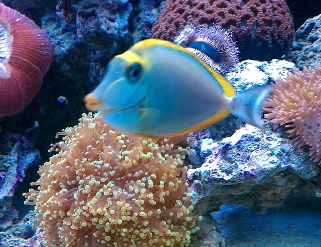 saltwater fish - naso lituratus - naso tang stocking in 65 gallons tank - GAGA
2YR OLD BLONDE NASO TANG saltwater fish - naso lituratus - naso tang stocking in 65 gallons tank - GAGA
2YR OLD BLONDE NASO TANG