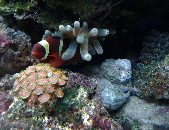saltwater fish - premnas biaculeatus - yellowstripe maroon clownfish stocking in 30 gallons tank - My YellowStripe Maroon in his Green Bubble Anenome. saltwater fish - premnas biaculeatus - yellowstripe maroon clownfish stocking in 30 gallons tank - My YellowStripe Maroon in his Green Bubble Anenome.