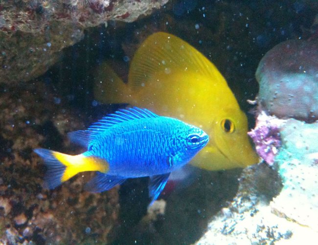 saltwater fish - chrysiptera parasema - yellowtail damselfish stocking in 125 gallons tank - yellow tail damsel saltwater fish - chrysiptera parasema - yellowtail damselfish stocking in 125 gallons tank - yellow tail damsel
