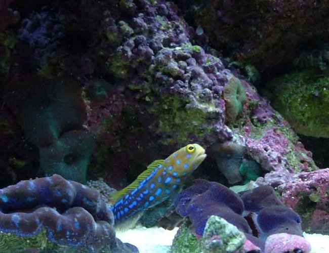 saltwater fish - opistognathus rosenblatti - jawfish, blue dot stocking in 120 gallons tank - jawfish saltwater fish - opistognathus rosenblatti - jawfish, blue dot stocking in 120 gallons tank - jawfish