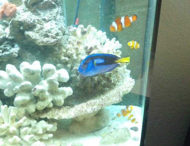 saltwater fish - paracanthurus hepatus - blue tang stocking in 72 gallons tank - Clown Family saltwater fish - paracanthurus hepatus - blue tang stocking in 72 gallons tank - Clown Family